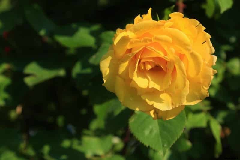 Rose Farming, Planting, Care, Harvesting – A Full Guide