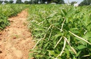 Cowpea Farming, Planting, Care, Harveting, Yield