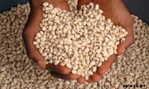 Cowpea Farming, Planting, Care, Harveting, Yield