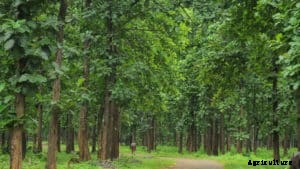 Teak Wood Farming (Sagwan), Planting, Care, Harvesting