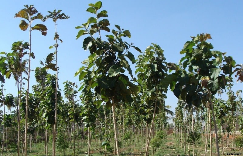 Teak Wood Farming (Sagwan), Planting, Care, Harvesting