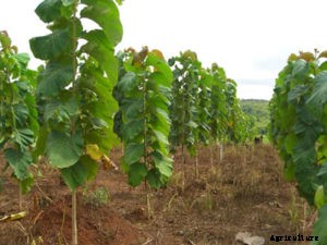 Teak Wood Farming (Sagwan), Planting, Care, Harvesting