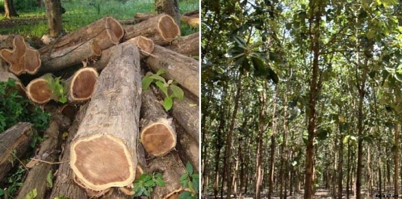 Teak Wood Farming (Sagwan), Planting, Care, Harvesting