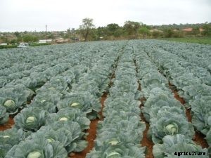 Cabbage Farming; Planting; Care; Harvesting