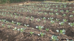 Cabbage Farming; Planting; Care; Harvesting