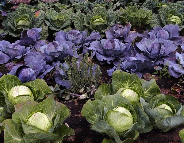 Cabbage Farming; Planting; Care; Harvesting
