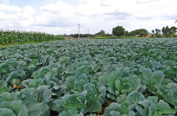 Cabbage Farming; Planting; Care; Harvesting