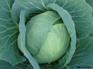 Cabbage Farming; Planting; Care; Harvesting