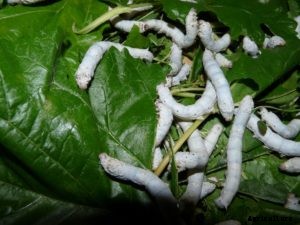 Mulberry Cultivation and Silkworm Rearing – A Full Guide