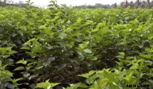 Mulberry Cultivation and Silkworm Rearing – A Full Guide