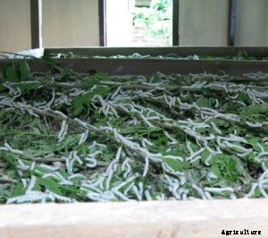 Mulberry Cultivation and Silkworm Rearing – A Full Guide
