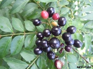 Curry Leaves Farming a Profitable Business (Kadi Patta)