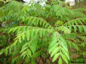 Curry Leaves Farming a Profitable Business (Kadi Patta)