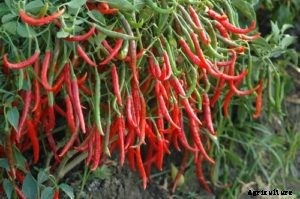 Chilli Farming; Pepper Farming – A Full Guide