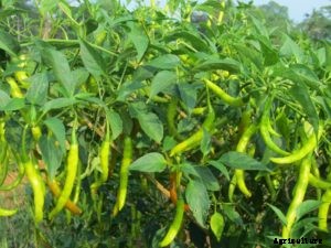 Chilli Farming; Pepper Farming – A Full Guide