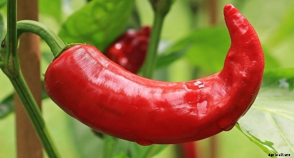 Chilli Farming; Pepper Farming – A Full Guide