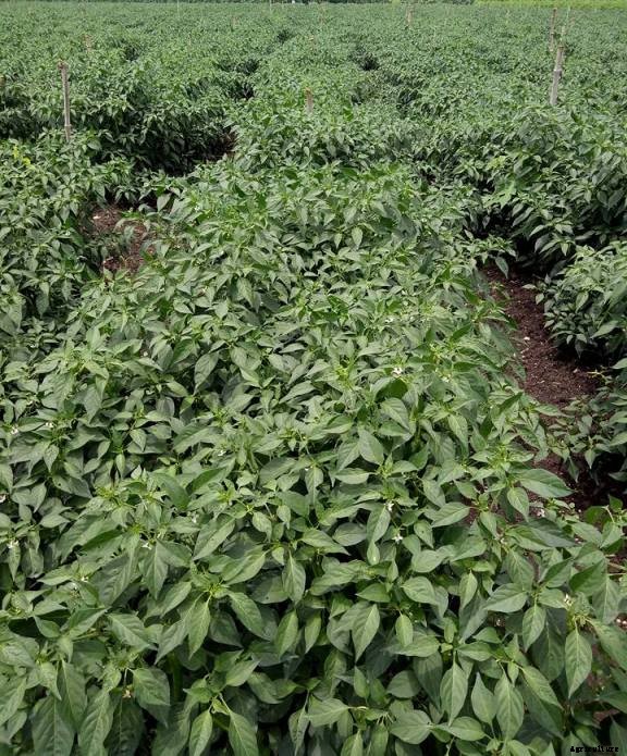 Chilli Farming; Pepper Farming – A Full Guide