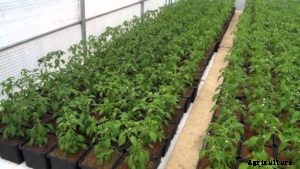 Chilli Farming; Pepper Farming – A Full Guide