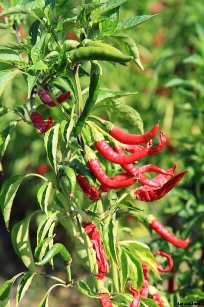 Chilli Farming; Pepper Farming – A Full Guide