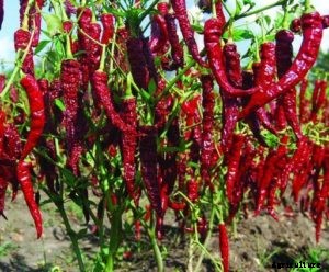 Chilli Farming; Pepper Farming – A Full Guide
