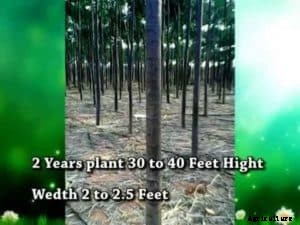 Malabar Neem Farming Information Guide