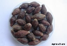 Malabar Neem Farming Information Guide