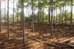 Malabar Neem Farming Information Guide