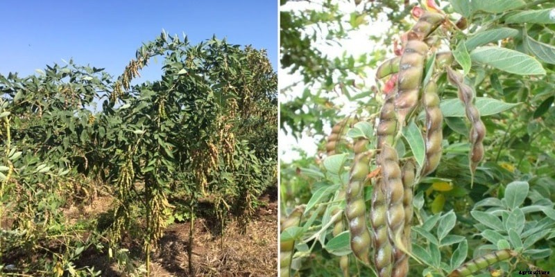 Toor Dal Farming, Planting, Care, Harvesting, Yield