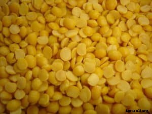 Toor Dal Farming, Planting, Care, Harvesting, Yield