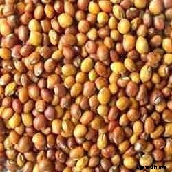 Toor Dal Farming, Planting, Care, Harvesting, Yield