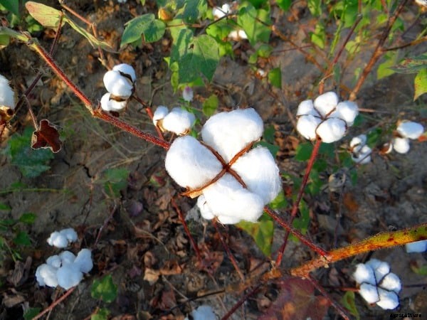 Cotton Farming Guide; Planting; Care; Yield; Harvesting