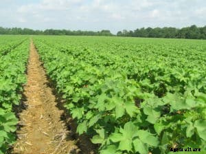 Cotton Farming Guide; Planting; Care; Yield; Harvesting