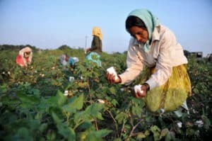 Cotton Farming Guide; Planting; Care; Yield; Harvesting