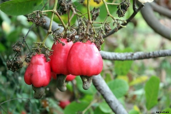 Cashew Farming; Planting, Care; Harvesting – A Full Guide