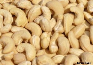 Cashew Farming; Planting, Care; Harvesting – A Full Guide
