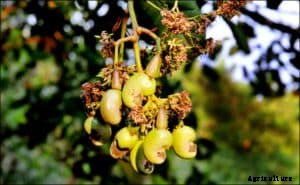 Cashew Farming; Planting, Care; Harvesting – A Full Guide