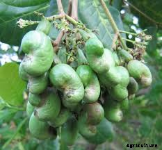 Cashew Farming; Planting, Care; Harvesting – A Full Guide