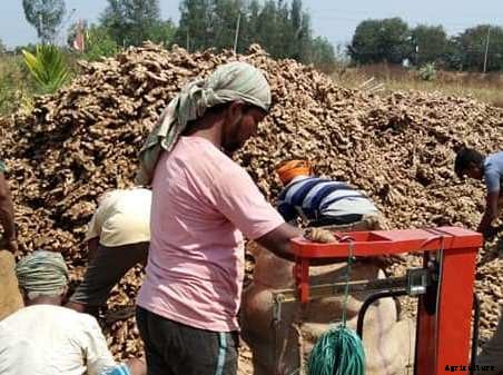 Ginger Farming (Organic), Planting, Harvesting, Yield