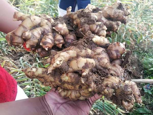 Ginger Farming (Organic), Planting, Harvesting, Yield