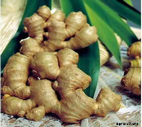 Ginger Farming (Organic), Planting, Harvesting, Yield