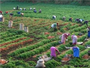 Carrot Farming (Organic), Techniques, Tips and Ideas