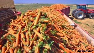 Carrot Farming (Organic), Techniques, Tips and Ideas