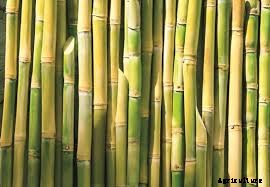 Sugarcane Farming Guide,Cultivation For Beginners