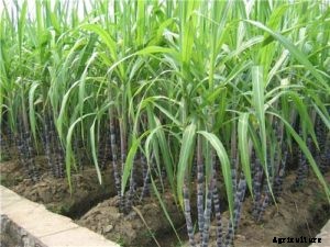 Sugarcane Farming Guide,Cultivation For Beginners