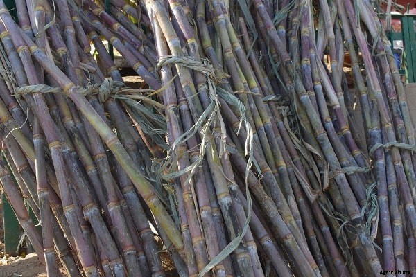 Sugarcane Farming Guide,Cultivation For Beginners