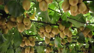 Kiwi Farming, Kiwi Planting, Kiwi Fruit Cultivation Practices