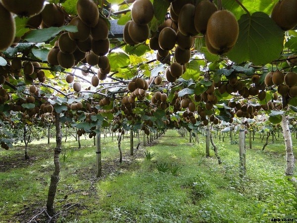 Kiwi Farming, Kiwi Planting, Kiwi Fruit Cultivation Practices