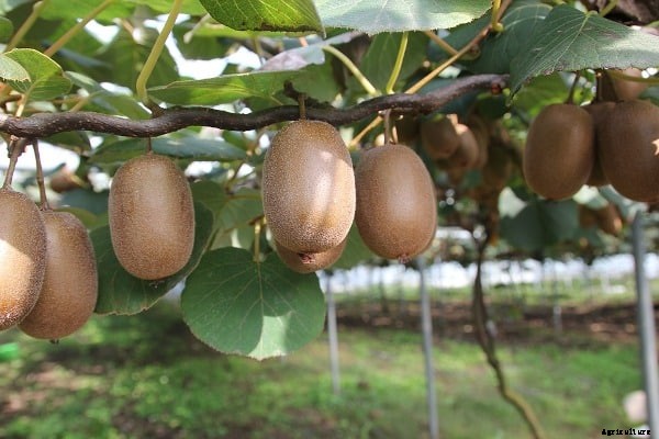 Kiwi Farming, Kiwi Planting, Kiwi Fruit Cultivation Practices