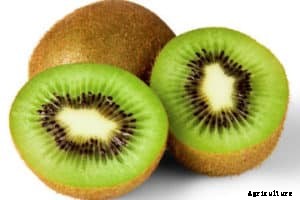 Kiwi Farming, Kiwi Planting, Kiwi Fruit Cultivation Practices