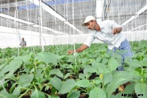 Capsicum Farming (Colored), Bell Pepper Cultivation Tips